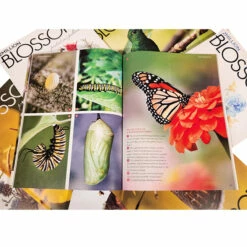 2 Million Blossoms Back Issues -NectarJoy Sales Store 2MBInsideLook3 l