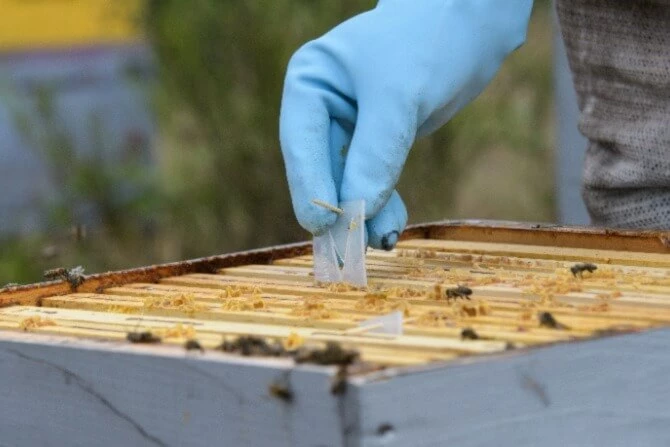 Apivar Strips: 4 Pack 4 Apivar Strips: 4 Pack - Image 2