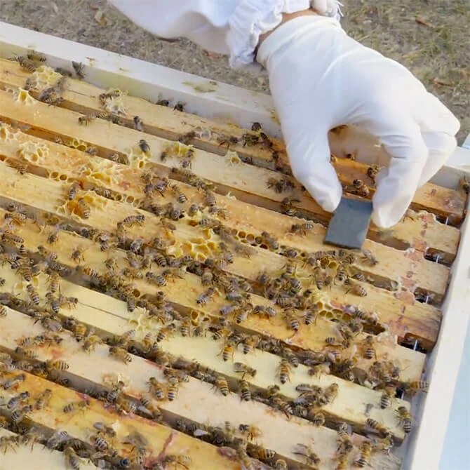 ApiLife Var 100-Pack 5 ApiLife Var 100-Pack - Image 3