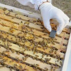 ApiLife Var 3-Pack -NectarJoy Sales Store ApiLifeVar on20Langstroth20hive l