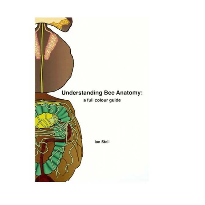 Understanding Bee Anatomy 3 Understanding Bee Anatomy