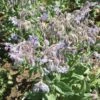 Borage Seed (4 Oz.) -NectarJoy Sales Store borage l