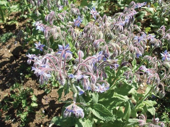 Borage Seed (4 Oz.) 3 Borage Seed (4 Oz.)