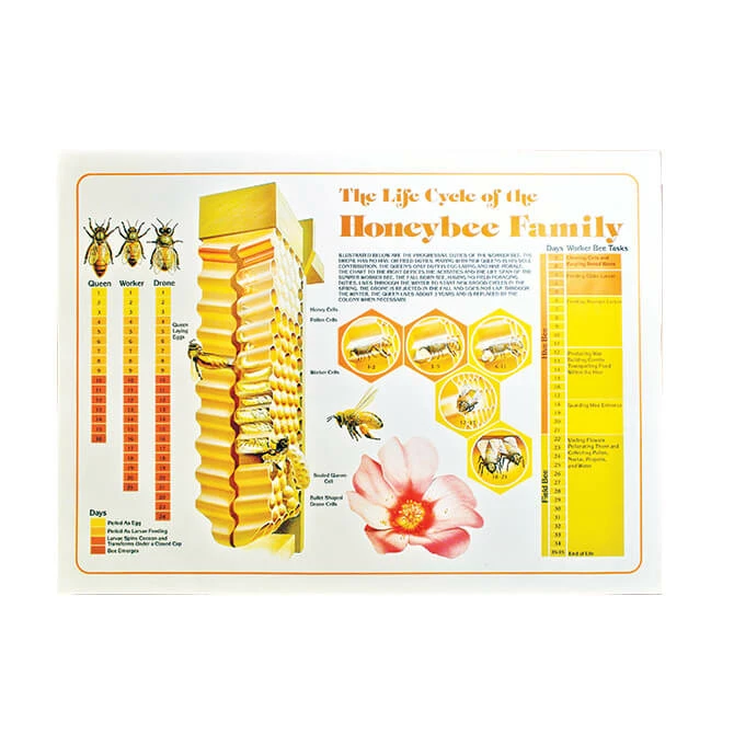 Life Cycle Honey Bee Poster 3 Life Cycle Honey Bee Poster