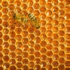 Small Honeycomb Puzzle 7.5" -NectarJoy Sales Store puzzle2 l