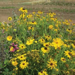 Native Flower Seeds (4 Oz.)