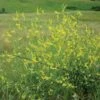Yellow Sweet Clover Seeds 2 Yellow Sweet Clover Seeds -NectarJoy Sales Store seedcl l