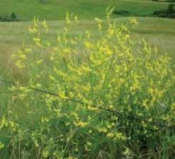 Yellow Sweet Clover Seeds