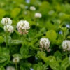 White Clover Seed -NectarJoy Sales Store seedwclo1 l