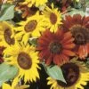Autumn Beauty Sunflowers 1 Autumn Beauty Sunflowers -NectarJoy Sales Store sunflower20mix l