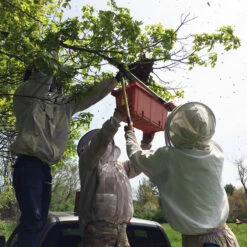 Focus On: Swarming & Splitting