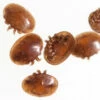 Focus On: Varroa Destructor -NectarJoy Sales Store varroafocus l